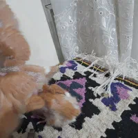 یه جفت جوجه|حیوانات مزرعه|زنجان, |دیوار