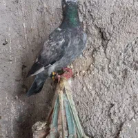 گرفتنی میزون