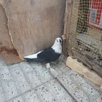 کبوتر دوکت پاپر