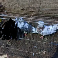 ۱۵ عدد کبوتر پرشی|پرنده|لشت نشا, |دیوار