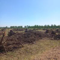 خرید انواع چوب و درخت|خدمات باغبانی و درختکاری|بناب, |دیوار