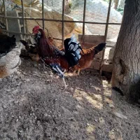 مرغ خروس|حیوانات مزرعه|خمیر, |دیوار