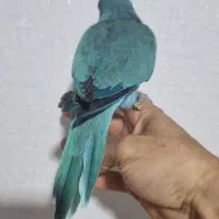 راهب ابی