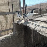 کفتر شهری|پرنده|شیراز, گویم|دیوار