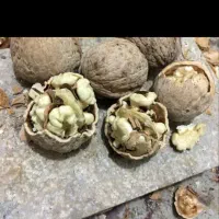 فروش گردو الو کشمش و بادام بوانات