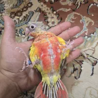 گرینچیک سرلاکی|پرنده|مشهد, تربیت (صدف)|دیوار