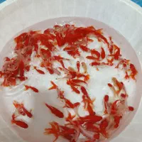 ماهی قرمز|ماهی|همدان, |دیوار