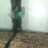 ماهی فایتر|ماهی|کرج, حصارک پایین|دیوار