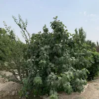 ۵۰۰متر باغ ۷ساله|فروش زمین و ملک کلنگی|رباط‌کریم, رباط‌کریم|دیوار