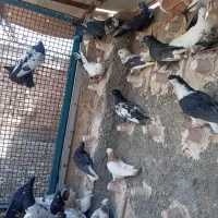 ساده اصلی