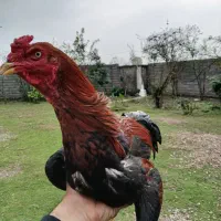 خروس لاری جوجه ۹ ماه|حیوانات مزرعه|رشت, حومه رشت|دیوار