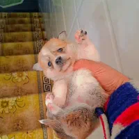 پامر کوچولو