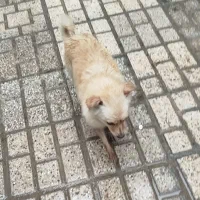 سگ پامر روباهی