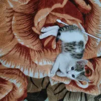 واگذاری گربه dsh ۲ ماهه