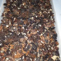 مغز گردوی ایرانی