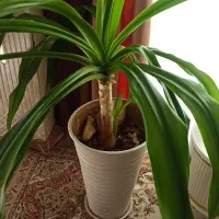 گل بسیار زیبا سرسبز وشاداب