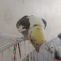 عروس نر ابلق