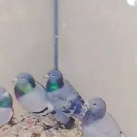 کبوتر المانی