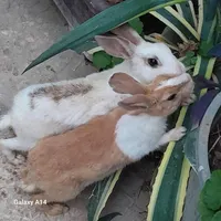 خرگوش