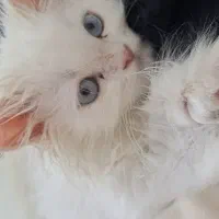 واگذاری پرشین