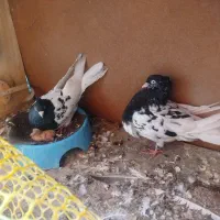 کله سیاه درجه یک