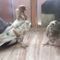 فروش یک جوفت کفتر شهری