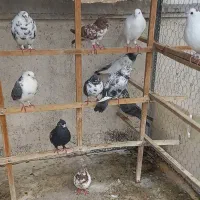 کبوتر پرشی