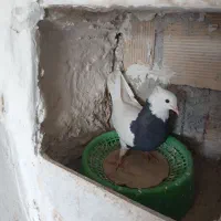 فروش طوقی|پرنده|دهدشت, |دیوار