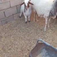 دوعدد میش زایده|حیوانات مزرعه|سرایان, |دیوار