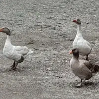 فروش غاز وقوغاز