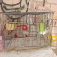 مرغ عشق بالغ|پرنده|ایرانشهر, |دیوار