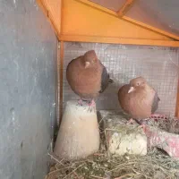 یک جفت کبوتر نقش آرشینگل|پرنده|ابریشم, |دیوار