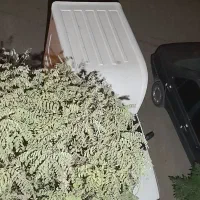 پرایدوانت مدل ۴۰۱