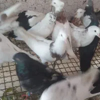 کبوتر طوقی|پرنده|دره شهر, |دیوار