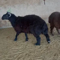بره سبک نر