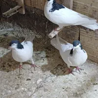 کبوتر|پرنده|قزوین, |دیوار