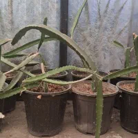 نهال دراگون فروت