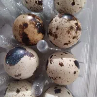 تخم بلدرچین