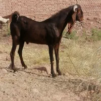 نری یکساله