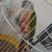 گرینچیک|پرنده|فولادشهر, مسکن مهر فولادشهر|دیوار