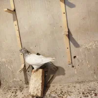 کله الماسی نر|پرنده|مشهد, بلال|دیوار