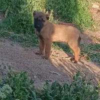 دوتا توله نر