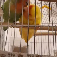 طوطی برزیلی|پرنده|ارومیه, |دیوار