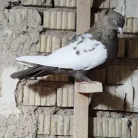کفتر|پرنده|شیراز, ریاستی|دیوار