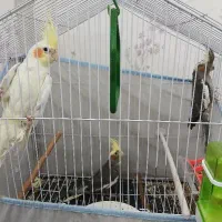 عروس هلندی|پرنده|یزد, |دیوار