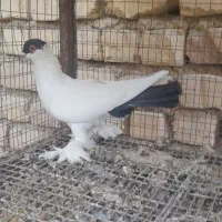 فردش کبوتر|پرنده|فلاورجان, |دیوار