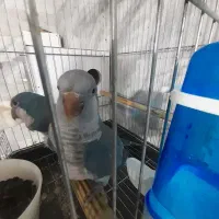 راهب