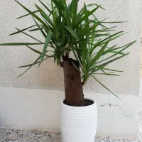 گل یوکا تنه دار