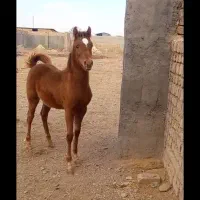 کره نر ۵ ماهه|اسب و تجهیزات اسب‌سواری|ساوه, |دیوار