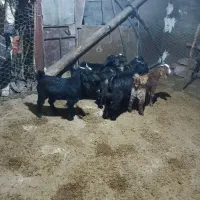 بزغاله نر و ماده